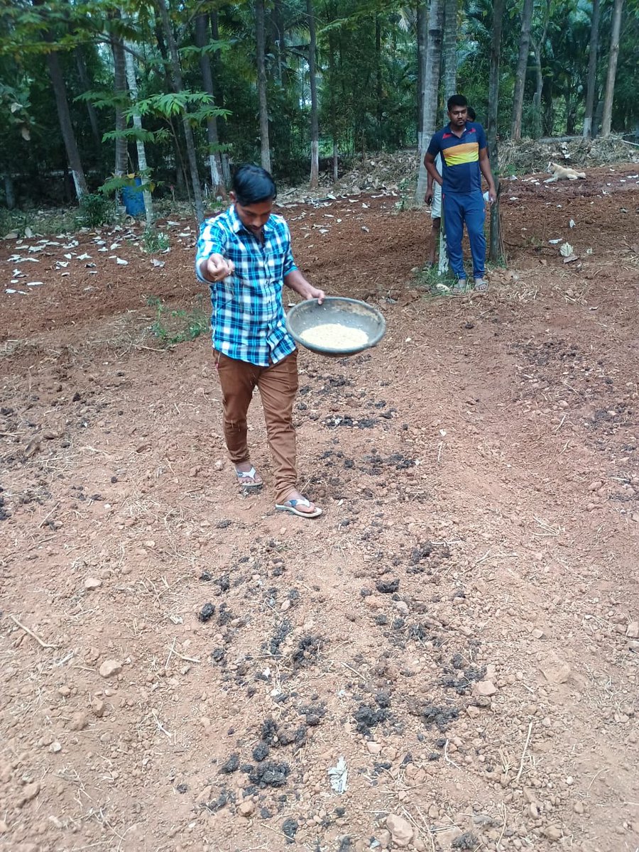 Week 2 of 30 Days Certification Course in Organic & Natural Farming, jointly conducted by RCONF, Bangalore & SSIAST, has been very eventful & productive.

Field works, creating cultivation plots, preparing bio- fertilizers & visit to the ITF on Millets & Organics 2024!

@NCONFGZB