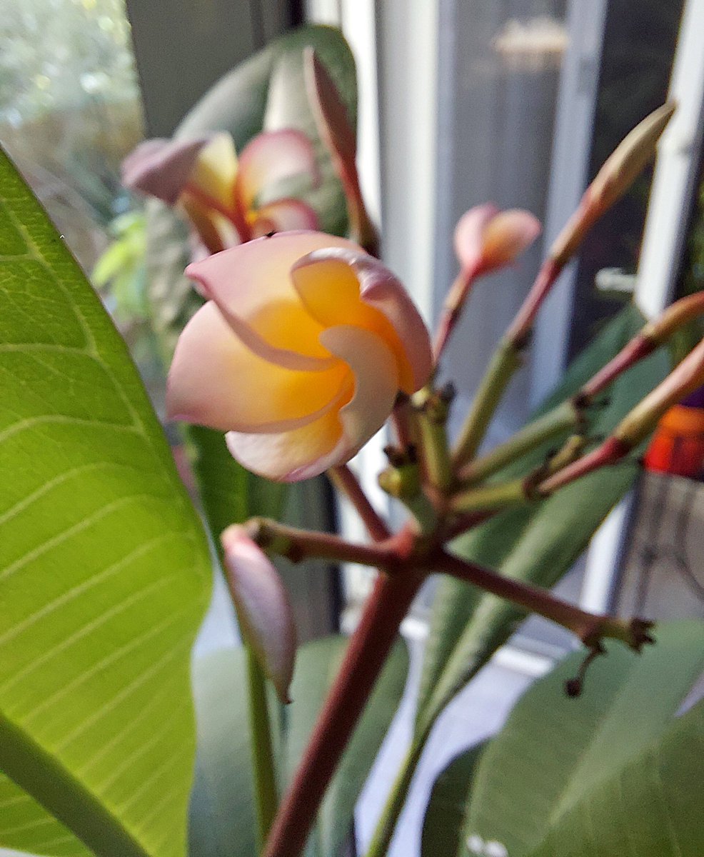 megpanos's tweet photo. Plumeria Rubra #greece #attica #plant #plants #plumeria #plumeriarubra #leaf #leaves #bud #buds #flower #flowers https://t.co/Kcac2GRATh