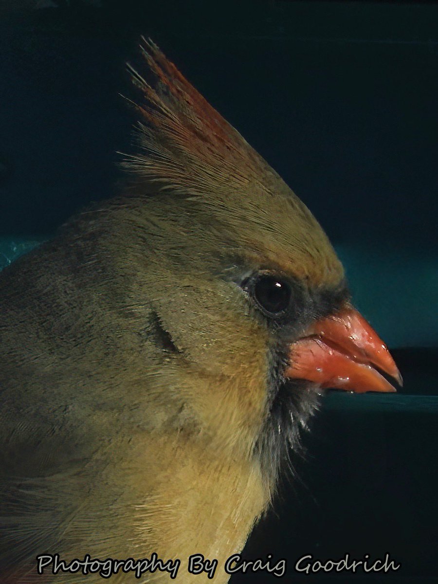ByGoodrich's tweet image. Early morning Female Cardinal stopped by for a treat.  Looks like we are in for some snow soon.  Stay tuned.  #femalecardinal