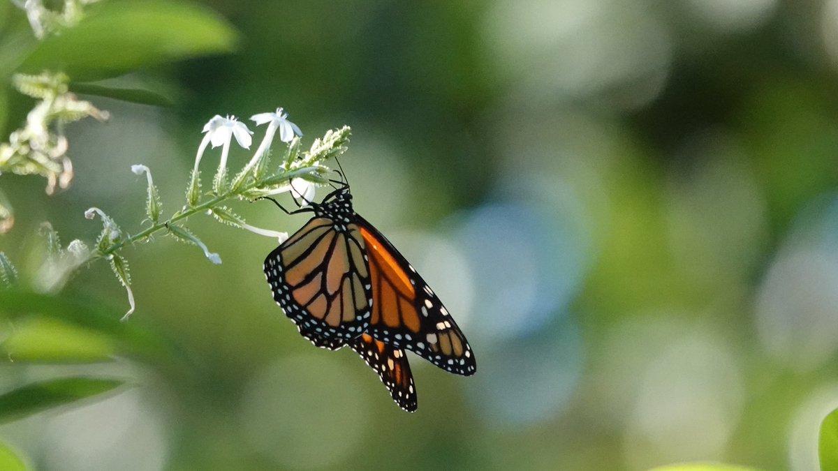 FlKeys_Birding's tweet photo. Happy Monarch Monday🦋
Fun fact: the gold spots on the monarch chrysalis are due to carotenoid pigments from their milkweed diet! #monarchbuttterfly #Butterflies https://t.co/UDtssxpRfC
