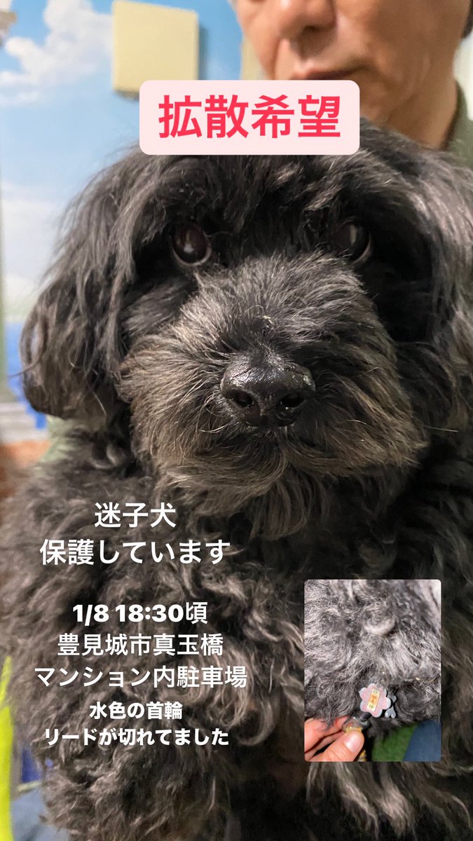 loco0206's tweet photo. 迷子犬保護してます
#迷子犬保護 
#拡散希望 
#沖縄県 https://t.co/uXn8shuZ6T