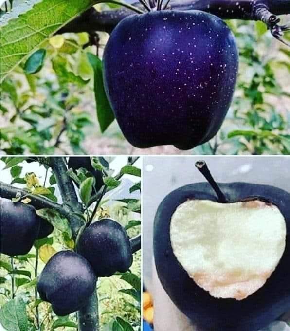 ronin19217435's tweet photo. Apples are usually red, green, or yellow, but if the right geographical conditions are met, they can turn dark purple, almost black👀
 These rare apples are called black diamonds and currently only grow in the mountains of Tibet❤️❤️❤️👌 https://t.co/ujtpvsVXwe