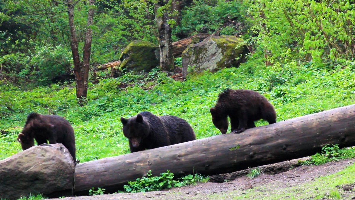 bluefrog_film's tweet photo. Bear feeding in Romania - history and current practices. How does it affect present conflicts?
Bear Facts mini-series: The Feeding of Bears
https://t.co/j06hv6fbZc
#brownbear #bears #Romania #MilvusGroup https://t.co/lZVVK83PAp