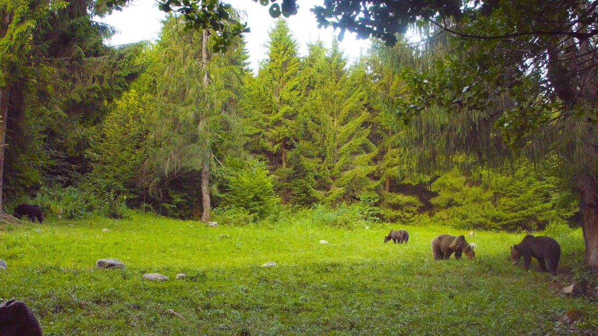 bluefrog_film's tweet photo. Bear feeding in Romania - history and current practices. How does it affect present conflicts?
Bear Facts mini-series: The Feeding of Bears
https://t.co/j06hv6fbZc
#brownbear #bears #Romania #MilvusGroup https://t.co/lZVVK83PAp
