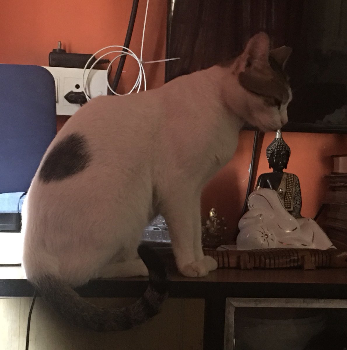 dhavalkulkarni's tweet photo. A cute cat
#cat #cats #catparenting #cats #Mumbai #felines https://t.co/K0E35vl7ef