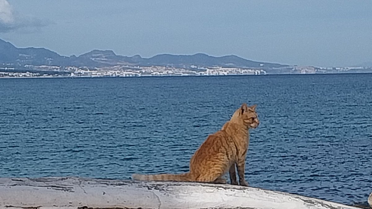 Mustafa Mezraoui (@mustafamezraui) on Twitter photo 