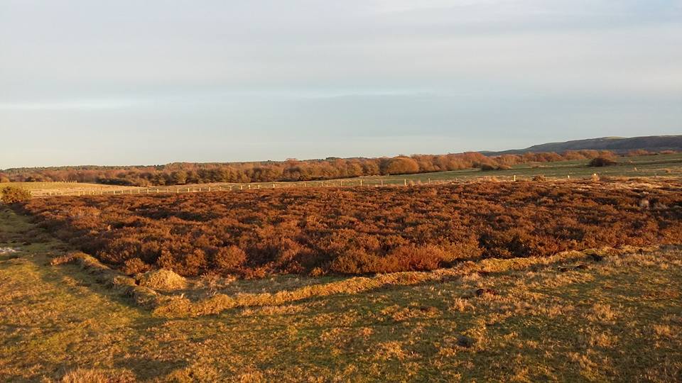 Very excited to share our #openaccess paper in <a href="/CommsEarth/">Communications Earth & Environment</a> - "Restored lowland #heathland store substantially less #carbon than undisturbed lowland heath". Extra special because two UG students are co-authors under the <a href="/UniRdg_UROP/">UROP</a> programme rdcu.be/dveup