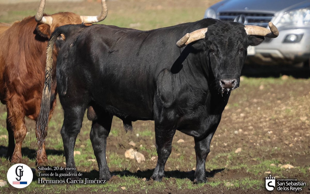 📸🐂 Estos son los toros de la ganadería Hermanos García Jiménez que protagonizarán el encierro del 20 de enero, día de San Sebastián Mártir.