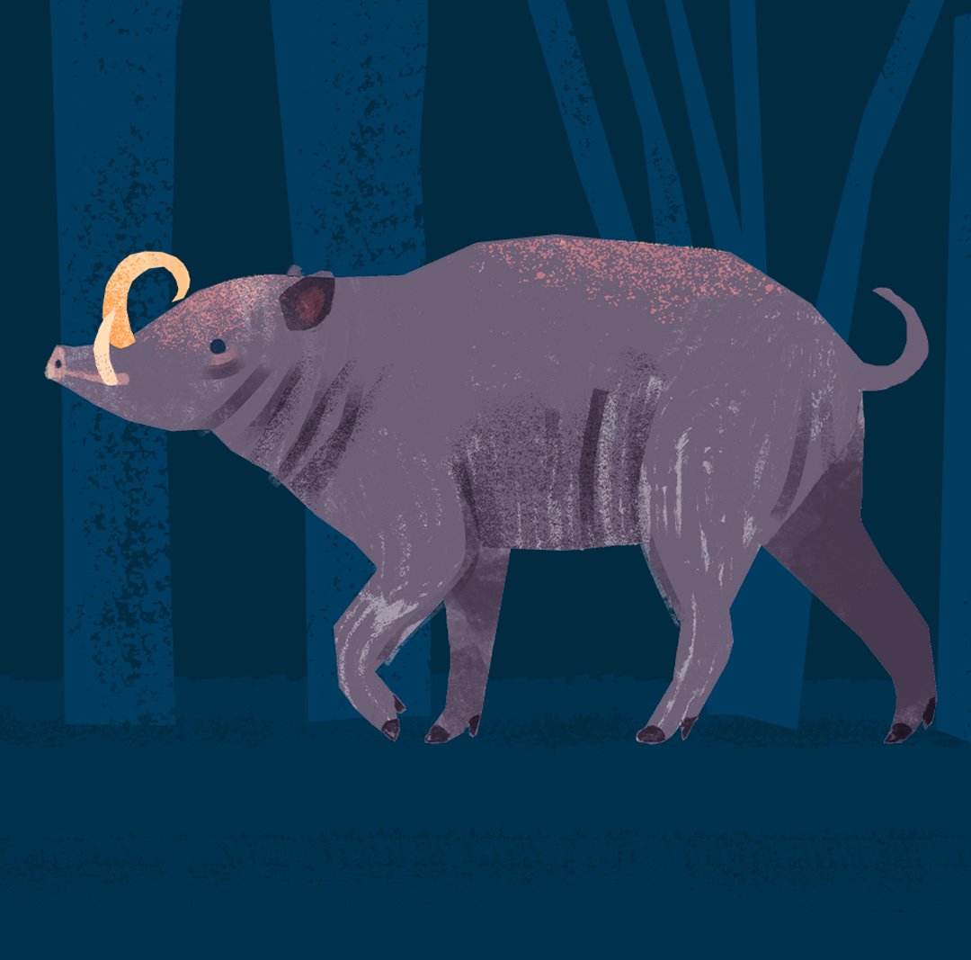 Alissa_Thaler's tweet photo. A brave babirusa roams through the moonlit forest 🐗🌙

#animalillustration #kidlitillustration #illustrator #boardbooks https://t.co/W7NdRZa2Ka