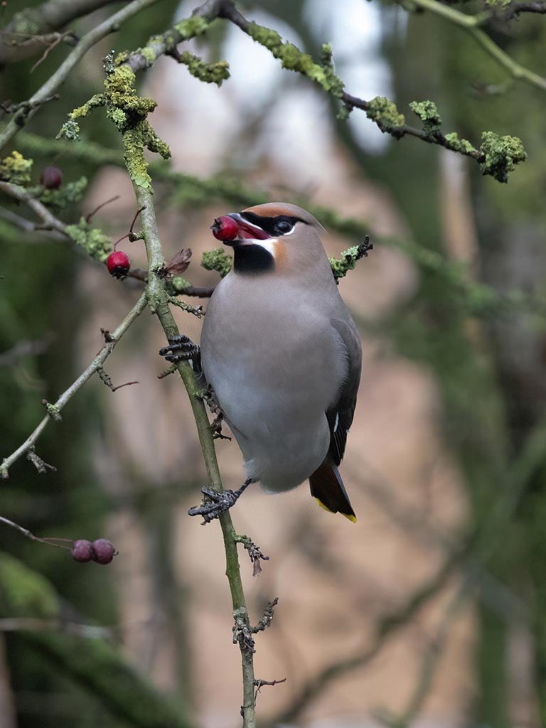 Bring on the Berries #Waxwing