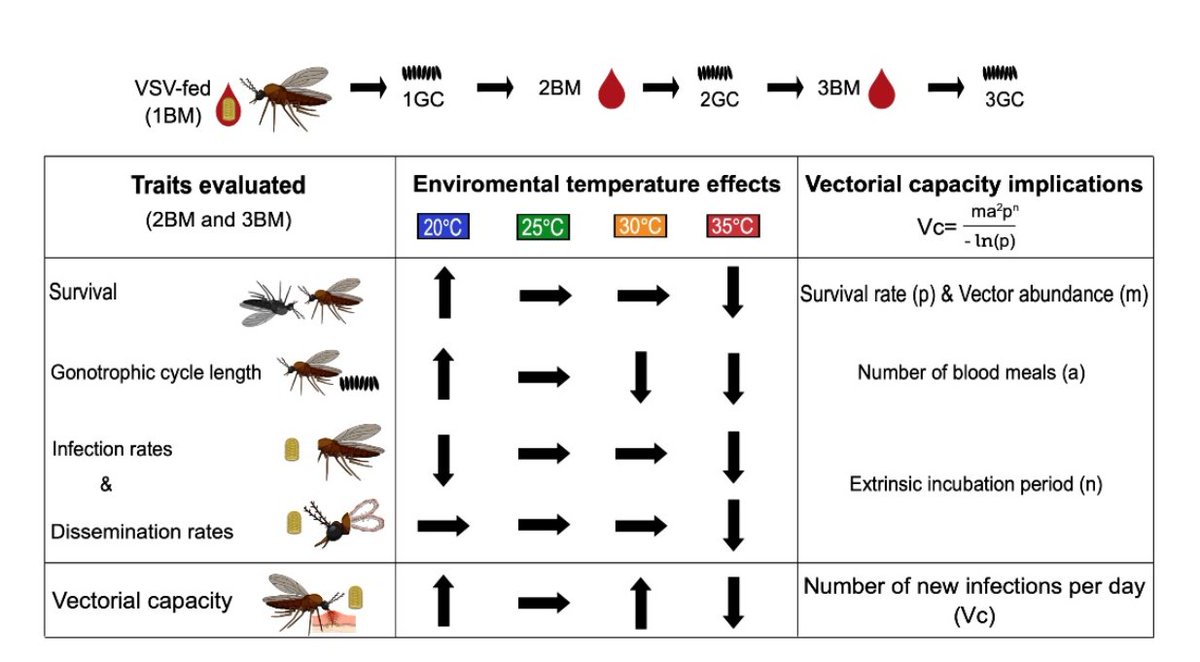 Insects_MDPI's tweet photo. #insects #highlycitedpaper
📚Effect of Constant #Temperatures on #Culicoides sonorensis #Midge #Physiology and Vesicular Stomatitis Virus Infection
📝by Paula Rozo-Lopez et al. @mosquito_papers
🌿https://t.co/lbKAqKqVH8
#thermalpreference #vectorcompetence #Diptera #pest https://t.co/aiySXa2Zr3