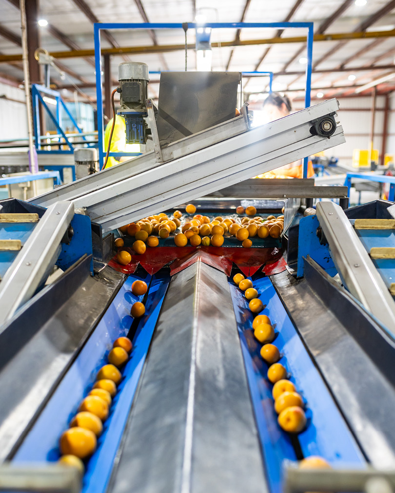 GPGraders's tweet image. gpVision™ continues to expand with new programs being developed for an array of fruits.
--
#fruitsorting #defectdetection #fruitgrading #gpVision #visionsorting