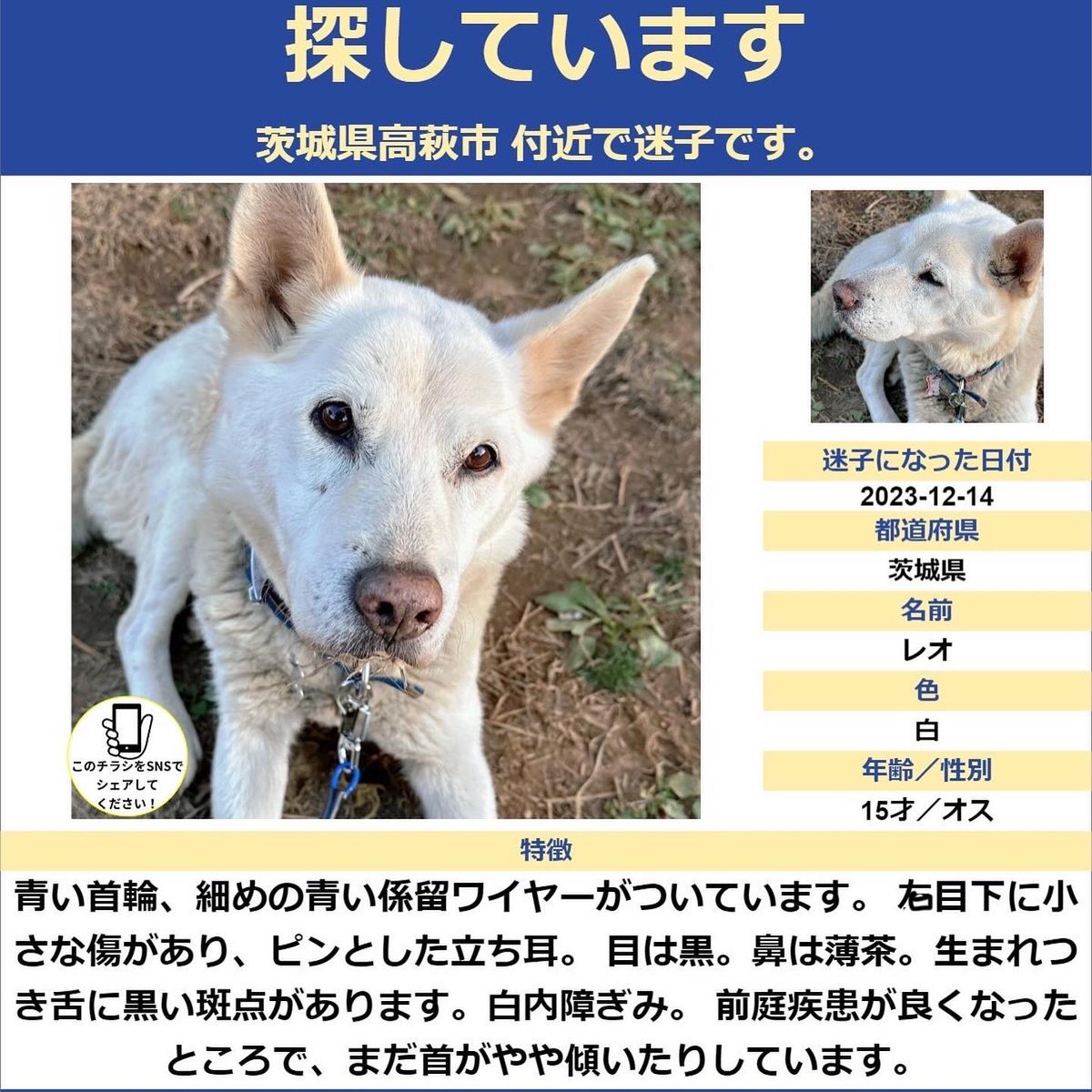 12/14に「茨城県高萩市秋山」自宅よりレオが居なくなってしまってから年が明け、今日はレオの16才の誕生日でした。

とても愛しい大切な子で諦める事ができません。
どうかお力をお貸しください。
白い中型犬を目撃された方はどうか最寄りの警察署かリプ、DMをお願い致します！続きます⬇️
