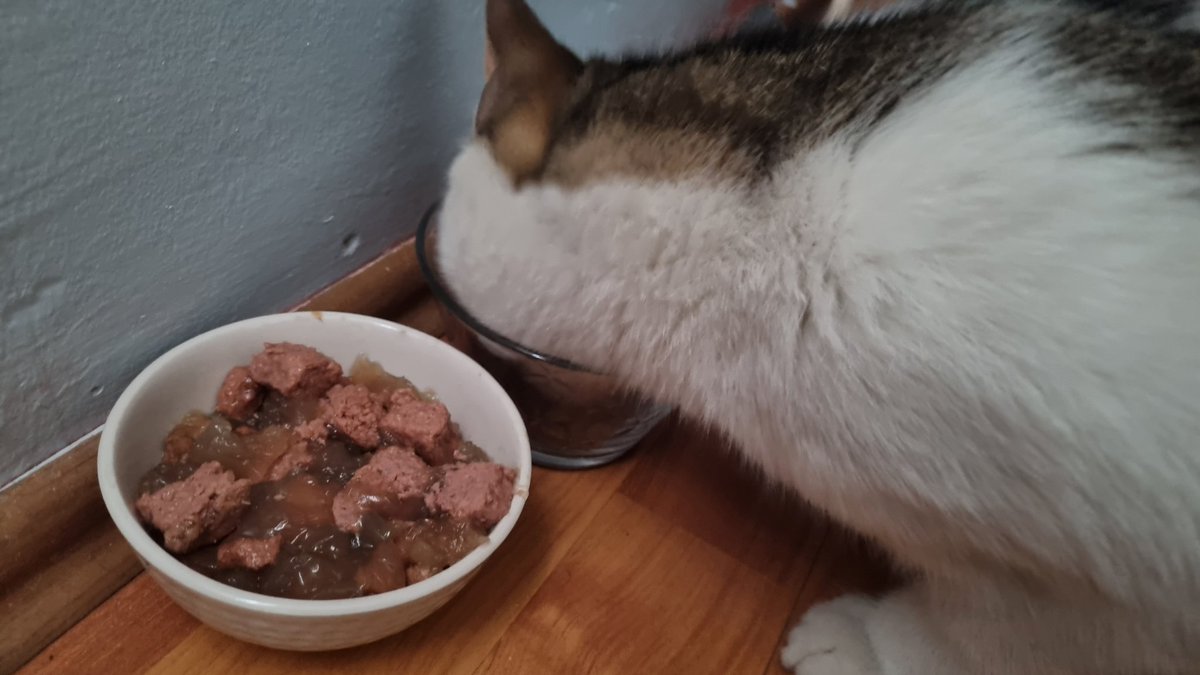 sumdesendeolur's tweet photo. Cinsiyeti erkek olan kedim yaş mama varken kuru mamasını yiyor (konunun mamayla alakası yok) https://t.co/QXpqmjsRNJ