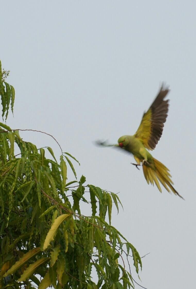 #parrots #India @NatGeo #natgeoindia #birds #birdsofindia #urbanpic #NaturePhotography #nature #NaturalBeauty