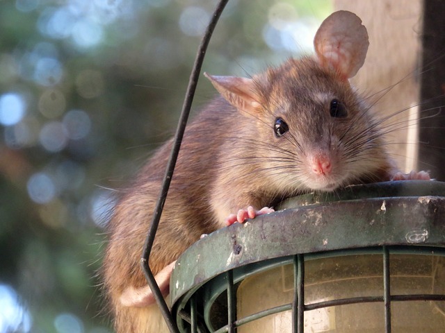 PestKent's tweet photo. Did you know that rats are extremely intelligent creatures? They can learn tricks, solve puzzles, and even navigate mazes! 🐀 #RatFact https://t.co/xfdr1CVSn2