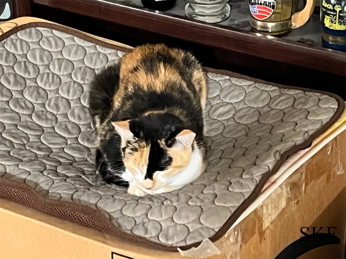 Skittles: Good Morning Everyone,
The Skittles and Friends Bakery is busy this #KittyLoafMonday baking up croissants & loaves for everyone to enjoy today,
😻🥐🍞
We send you all lots of #Purrs4Peace to you all this week,
☮️💖😺
#CatsOfTwitter 
#Calico 
#Tabby 
#GreyPanfur