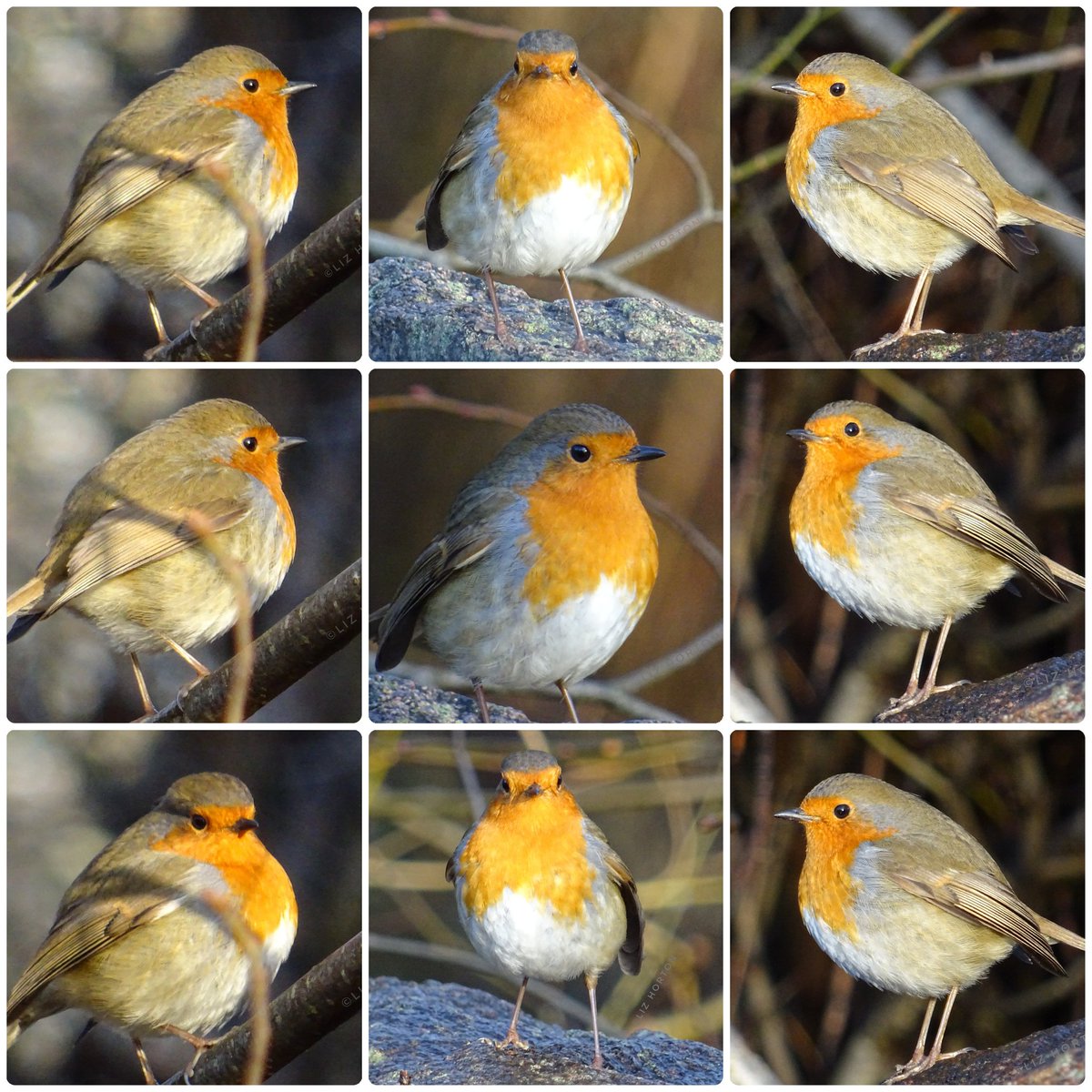 Fluffed up to keep warm
And looking lovely
'Art thou the bird
Whom Man #loves best,
The pious bird
With the scarlet breast,
Our little English #Robin.' 🥰
William #Wordsworth #quote
#nature #wildlife #birds #photography
#birdwatching #birdphotography
#art #naturelovers .. 🍃🧡🕊