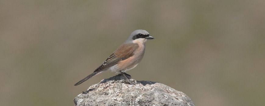 NatureTodayNL's tweet photo. Hoe gaat het met de grauwe klauwier? https://t.co/Cz3JZntZGC https://t.co/cOhNYD6JOM