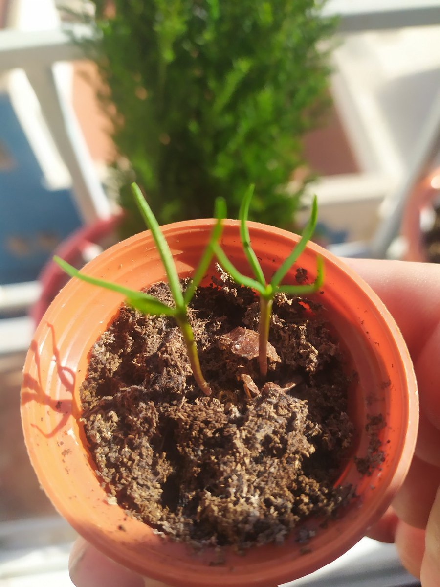 Bardo_Molineta's tweet photo. Pequeñas Tetraclinis asomando 🥰🌲. No falla, pones 1 y lo mismo no sale. Pones 2 y salen las 2. Y yo ahora con el dilema de cortar la menos vigorosa. Con lo poco que me gusta esto.
#CiprésdeCartagena #Araar https://t.co/OnH2mF6WAQ