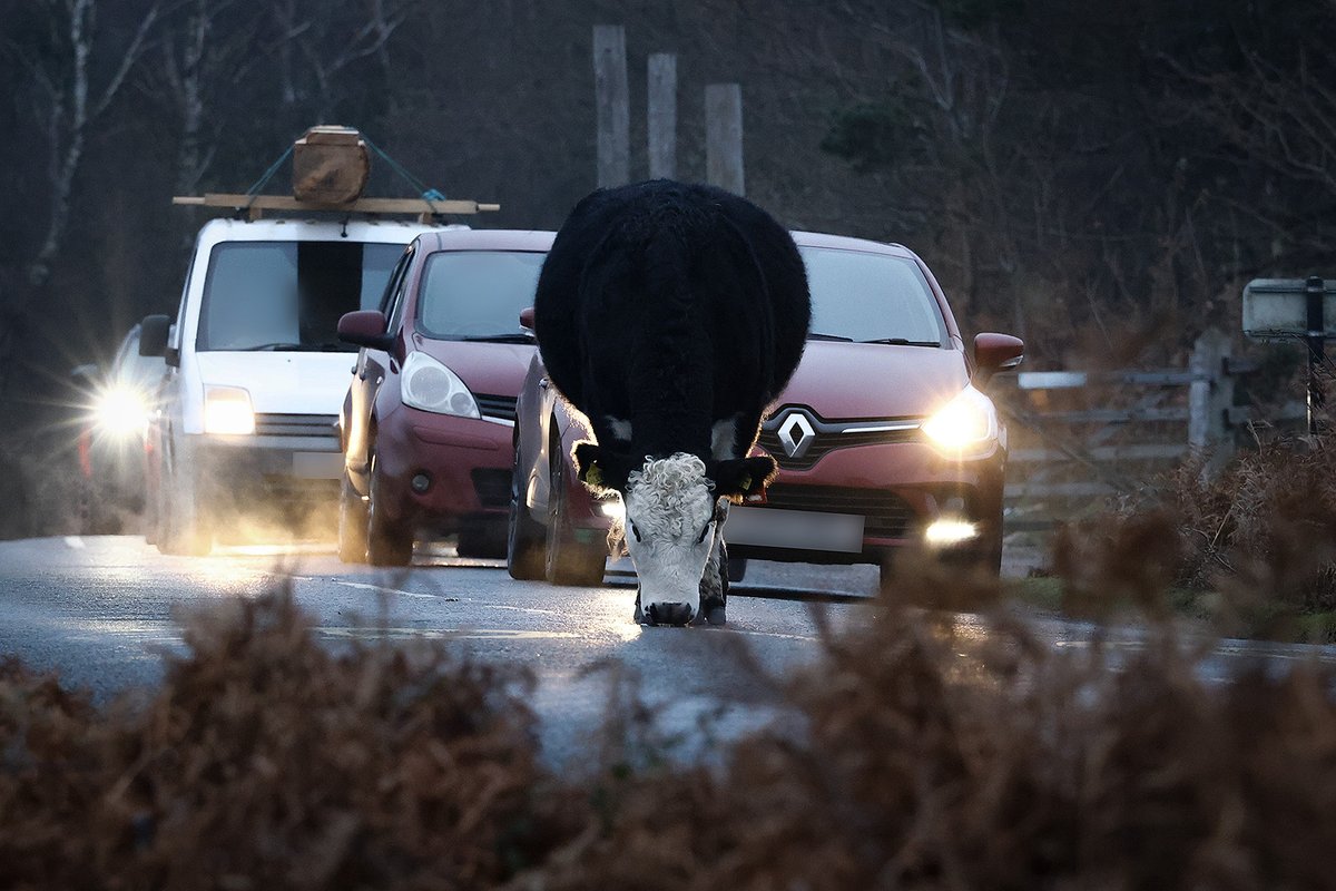During freezing conditions #NewForest livestock can be drawn to the road to lick the salt. We’re asking drivers to #PassWideAndSlow and #BePreparedToStop. 🙏❄️🐴

#DriveToTheConditions