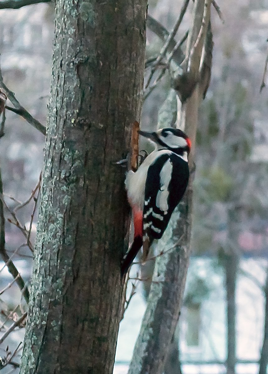 painterportal's tweet photo. KARAVAIEVPHOTO. I barely managed to photograph this beautiful, well-known bird in front of my window (4th floor). How good is he? The main thing is that after his fruitful work this tree does not collapse. https://t.co/A1jPApEy2u