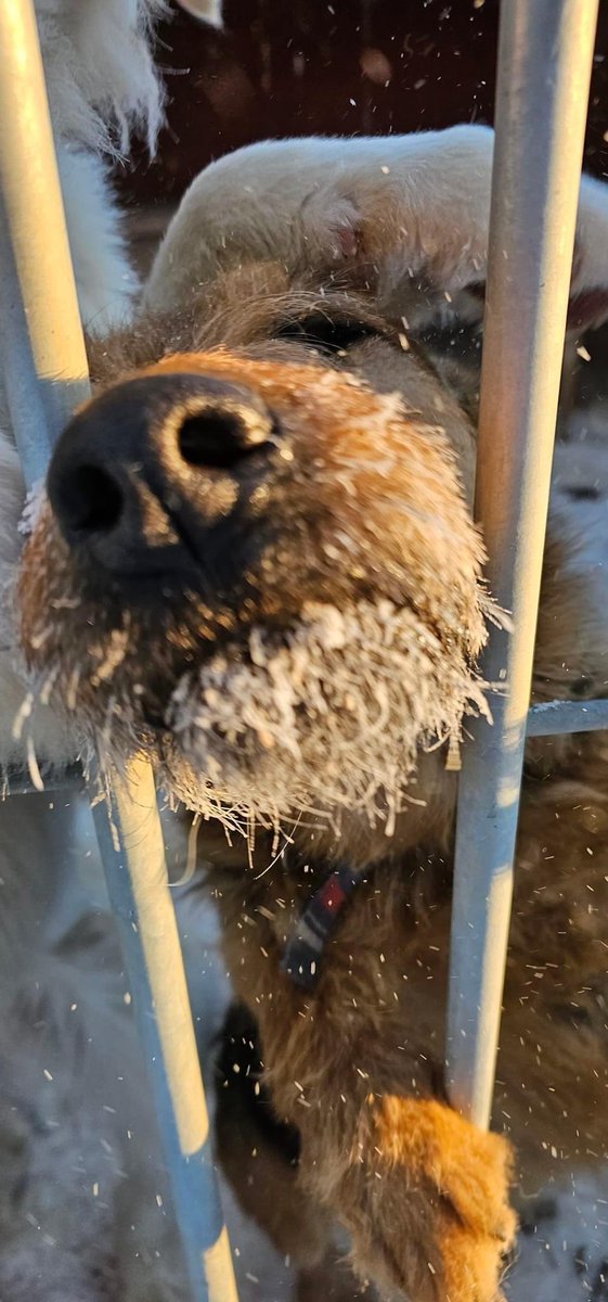 damian_zurawski's tweet photo. Schronisko dla bezdomnych zwierząt Sonieczkowo w Augustowie też zwraca się o pomoc w przezimowaniu piesków.💔 Liczą na Wasze ogromne wsparcie.🙏😢

"Oszronione pyszczki wciskają przez kraty, by chociaż na ułamek sekundy poczuć się ważnym i tym jedynym z nadzieją, że może dzisiaj się uda i ktoś zabierze do ciepłego domu."