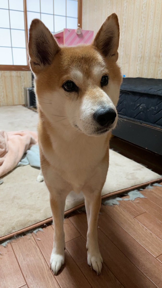 emiri0665's tweet photo. 1.1能登大震災で行方不明になった柴犬を探しています。
茶色（足は白い）　8才　オス　15キロ　
首輪はしていません　名前はエイトです。
珠洲市大谷町で見失いました。

   #能登大地震 #ペット #柴犬 #迷い犬 https://t.co/zNUIzrwa8b