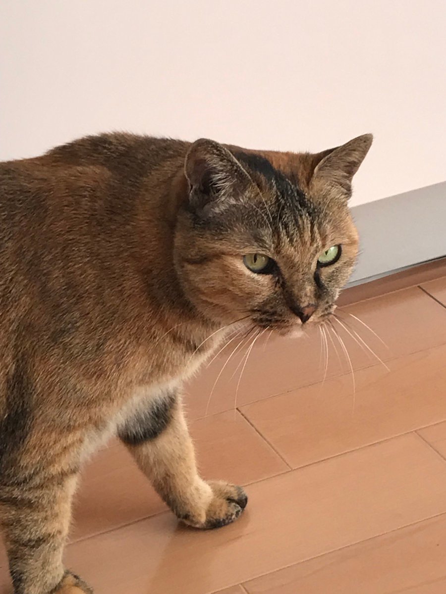 輪島市で見かけたらおねがいいたします。
実家のﾈｯｺなんすよ…🥲
#輪島市