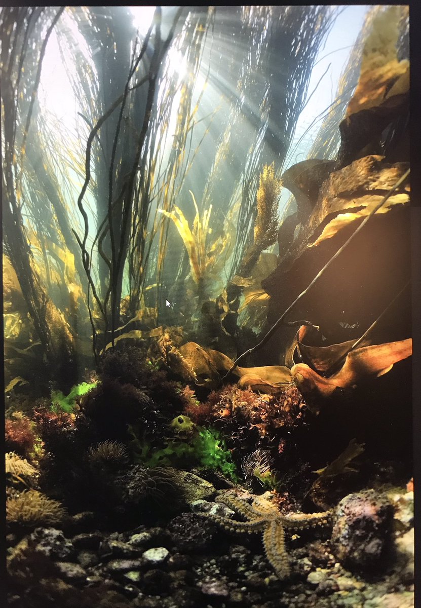 ‘Twas a year ago today that the fantastic ITRS13 🇦🇺 was kicking off! Only 18m to go until ITRS14 🇫🇷 🙌 Check out the splash page 👉 itrs-home.org 🦀 🦪 🌱 please save to faves, sign up to the newsletter and repost 🦋 Ⓜ️ photo(c) Ifremer/O.Dugornay