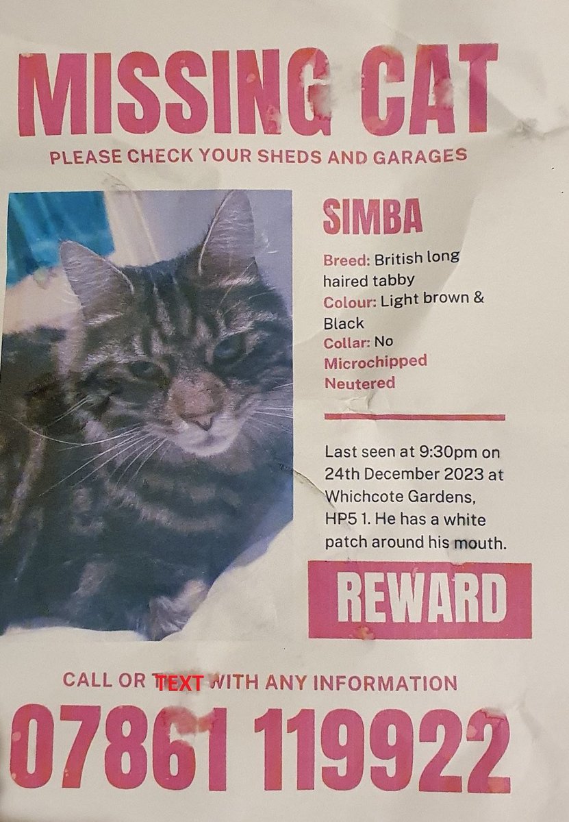 #MissingCats Please help find Simba, missing in #Chesham. His owner is distraught. Thank you #CatsOfTwitter #CatsOfX