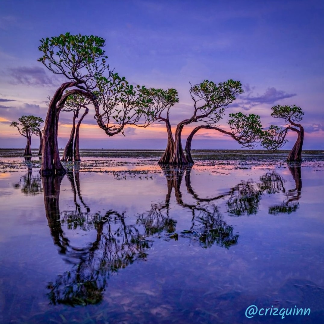 “Trees are poems that the earth writes upon the sky.” ~ KAHLIL GIBRAN #photo by @crizquinn (on IG)

#trees #poetry #poems #sky #photography #PHOTOS