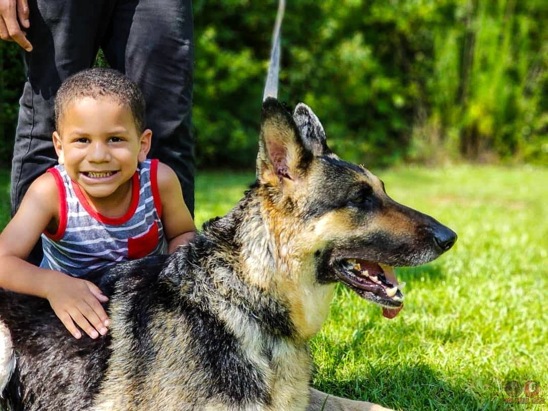 dragonchi1971's tweet photo. She's the ONE that I'll always cherish. #Korra is the BEST #GERMANSHEPHERD I've ever had!❤️ https://t.co/t0w0FMG7rn