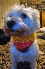 sarahbarron1985's tweet photo. Absolutely love seeing my creations out in the wild! The cardigan not the child or doggies 😊

#MHHSBD #wednesdayaddams #enidsinclair #dog #neckerchief #crochet #queenof #smartsocial #CraftBizParty 

https://t.co/wWjUrsbLec https://t.co/cVzADlpE2a