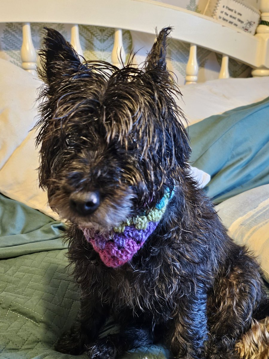 sarahbarron1985's tweet photo. Absolutely love seeing my creations out in the wild! The cardigan not the child or doggies 😊

#MHHSBD #wednesdayaddams #enidsinclair #dog #neckerchief #crochet #queenof #smartsocial #CraftBizParty 

https://t.co/wWjUrsbLec https://t.co/cVzADlpE2a