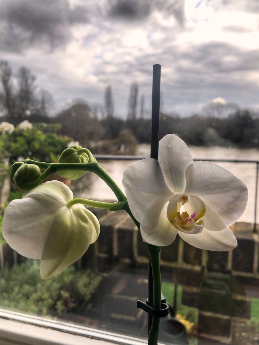 ruths_gallery's tweet image. Lovely to see a second flower open this morning and somehow I captured the sun shining through it! 

#flowerphotography #orchids #iphone8