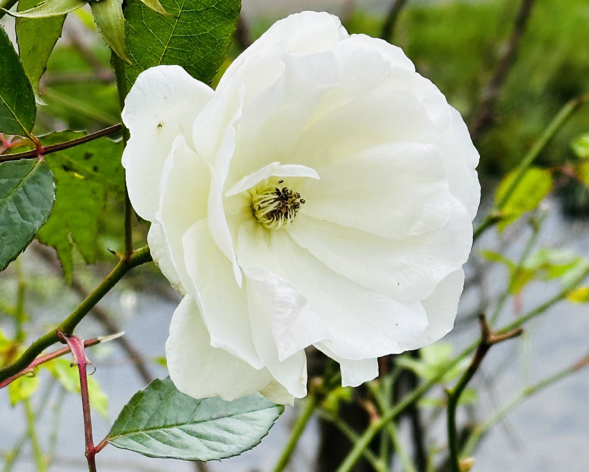 Good morning from Lincolnshire 🤍 🌹 Happy Monday 🤗🤍💖 
✅ Morning run
✅ Nature therapy
✅ Sending positive vibes 
✅ Off to work now 
#MondayMotivation #nature #flowers #Wellbeing #HealthAndWellness
