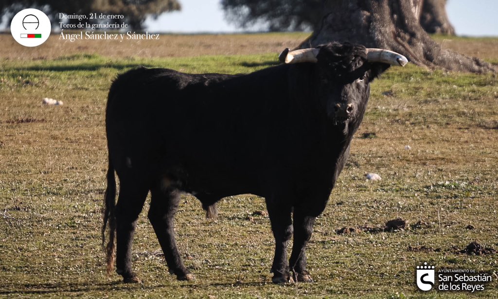 📸🐂 Estos son los toros de la ganadería Ángel Sánchez y Sánchez que protagonizarán el encierro del 21 de enero.