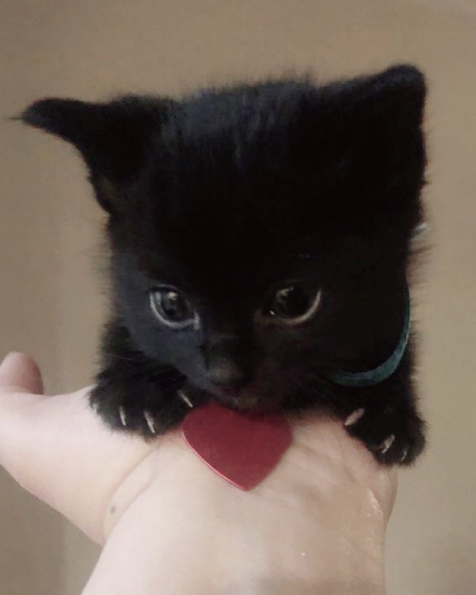 ｡ﾟﾟ･｡･ﾟﾟ｡
ﾟ。    　🐈‍⬛
　ﾟ･｡･ﾟ          ｡ﾟﾟ･｡･ﾟﾟ｡
          　            。       🐾
                        　ﾟ･｡･ﾟ