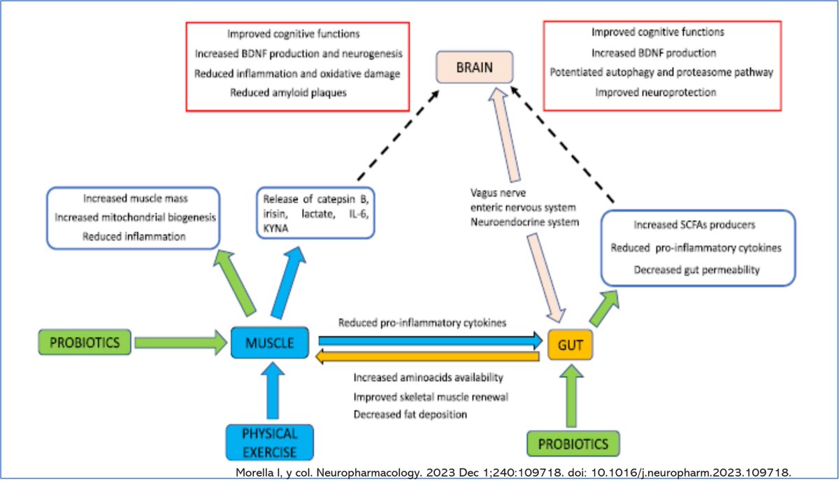 Eje intestino-músculo-cerebro: Mecanismos moleculares en trastornos neurodegenerativos y eficacia terapéutica potencial de la suplementación con probióticos combinada con ejercicio fisiologiadelejercicio.com/wp-content/upl…