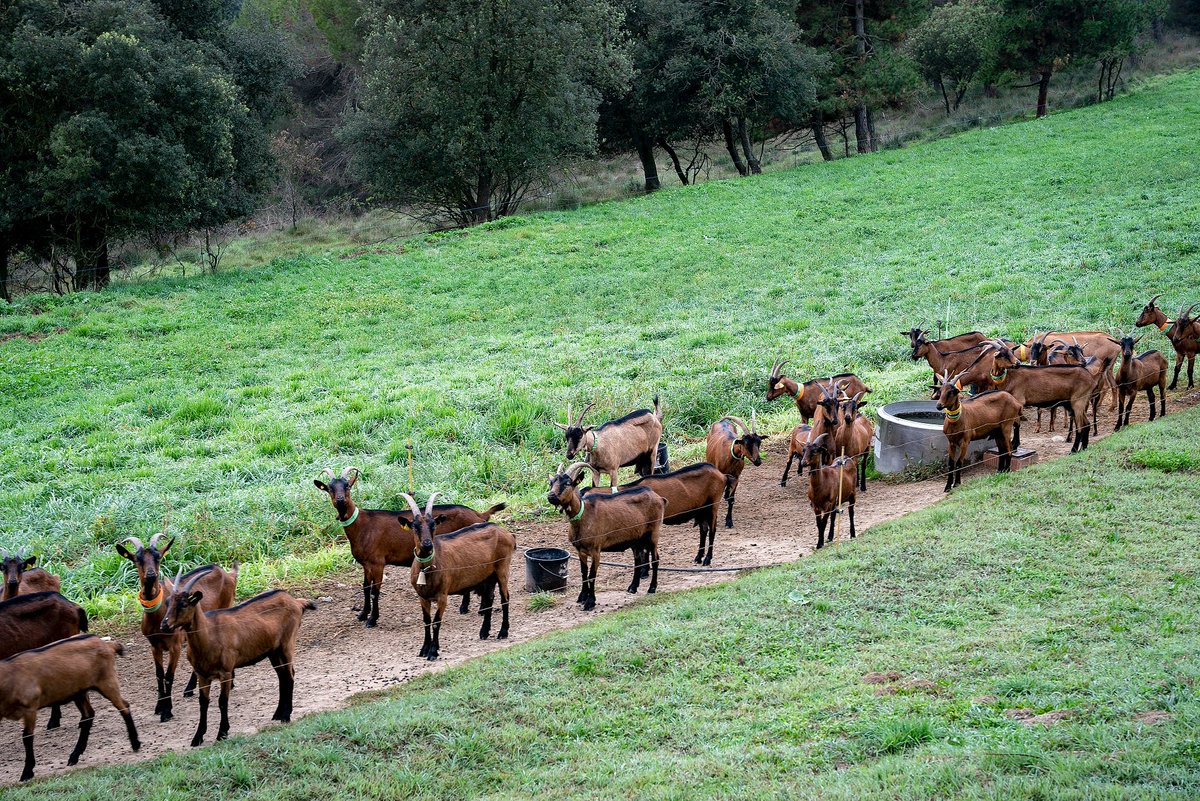 BcnAgraria's tweet image. 🌿🐐Sabies que ja estan obertes les inscripcions a la jornada per pastors i petits ramaders que organitzem el 16 de gener a Marganell? Apunta-t’hi i descobreix els ajuts i els equipaments públics destinats a facilitar la vostra activitat👇

docs.google.com/forms/d/e/1FAI…

#BCNSmartRural