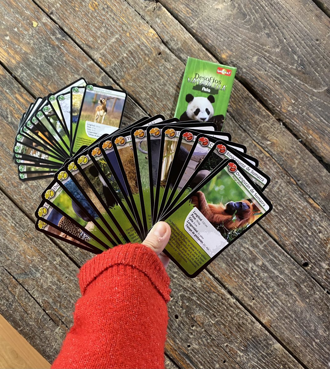 brfeliu's tweet photo. @cllorente89 El meu #regalociencia ha estat un joc de cartes de @biovivaeditions 
Desafios Naturaleza: Àsia🎋
Tracte sobre els animals que hi habiten, característiques, les epècies en extinció etc. 🦧
Molt recomanable! #mccupf #mcc29 https://t.co/QW4jQyDHU3