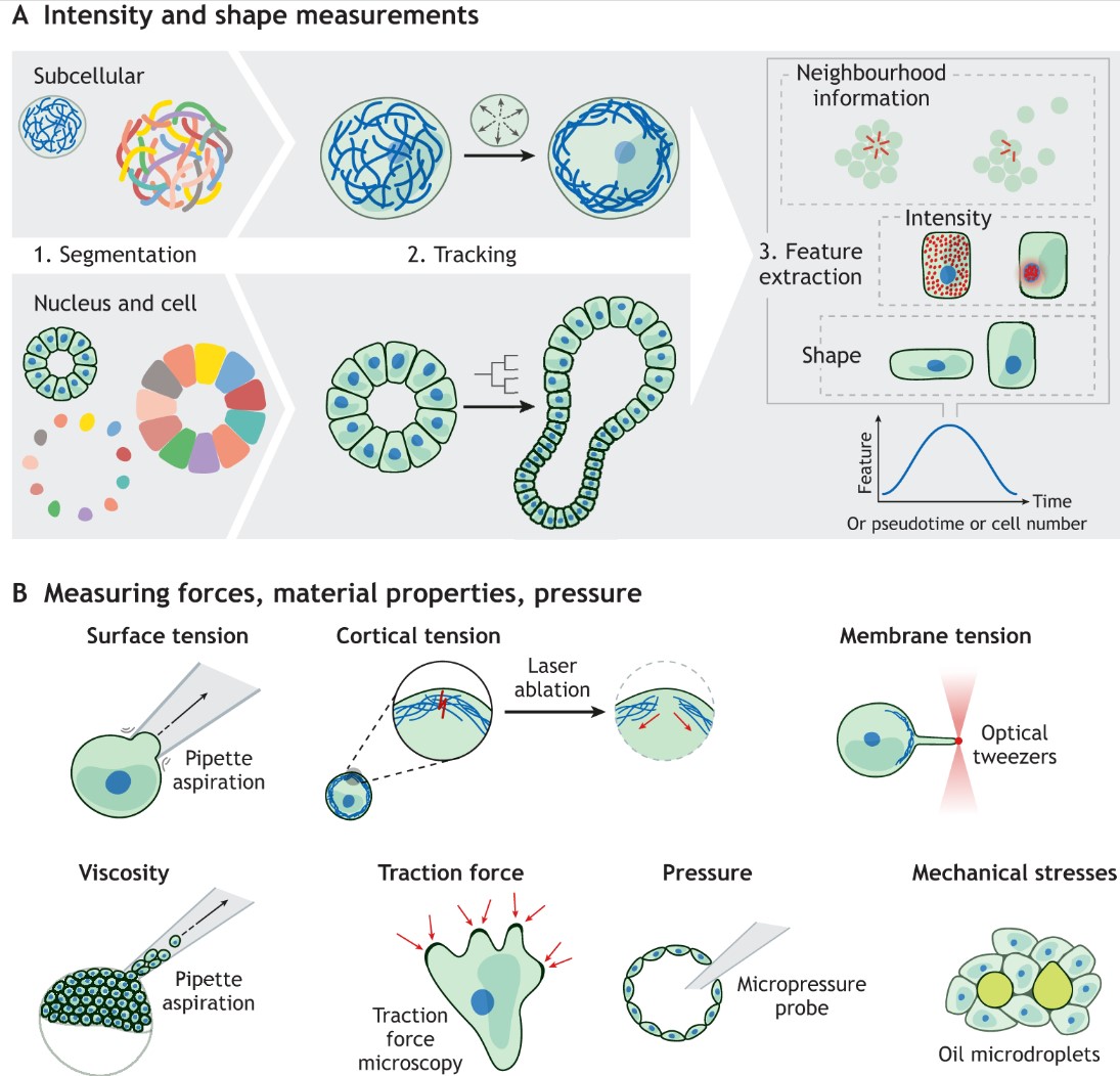 J Cell Science (@j_cell_sci) on Twitter photo In their Perspective article, <a href="/d_brueckner/">David BrĂĽckner</a> and <a href="/CSchwayer/">Cornelia Schwayer</a> discuss different modelling approaches, highlighting their strengths and applications and outlining strategies for crosstalk between experimental design and model development.
journals.biologists.com/jcs/article/13… In their Perspective article, <a href="/d_brueckner/">David Brückner</a> and <a href="/CSchwayer/">Cornelia Schwayer</a> discuss different modelling approaches, highlighting their strengths and applications and outlining strategies for crosstalk between experimental design and model development.
journals.biologists.com/jcs/article/13…