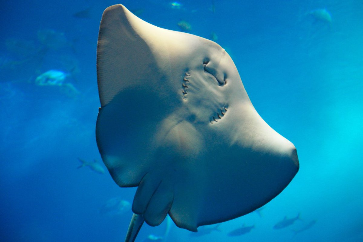 📣 Event Update! 📣 Saturday, January 13, 1:00 - 2:00 pm, at Pickerington Main. WAVE Foundation at Newport Aquarium is visiting with their stingray cart! #PPLibrary #WaveFoundation #NewportAquarium