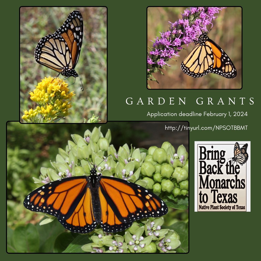 Native Plant Society of Texas tweet media