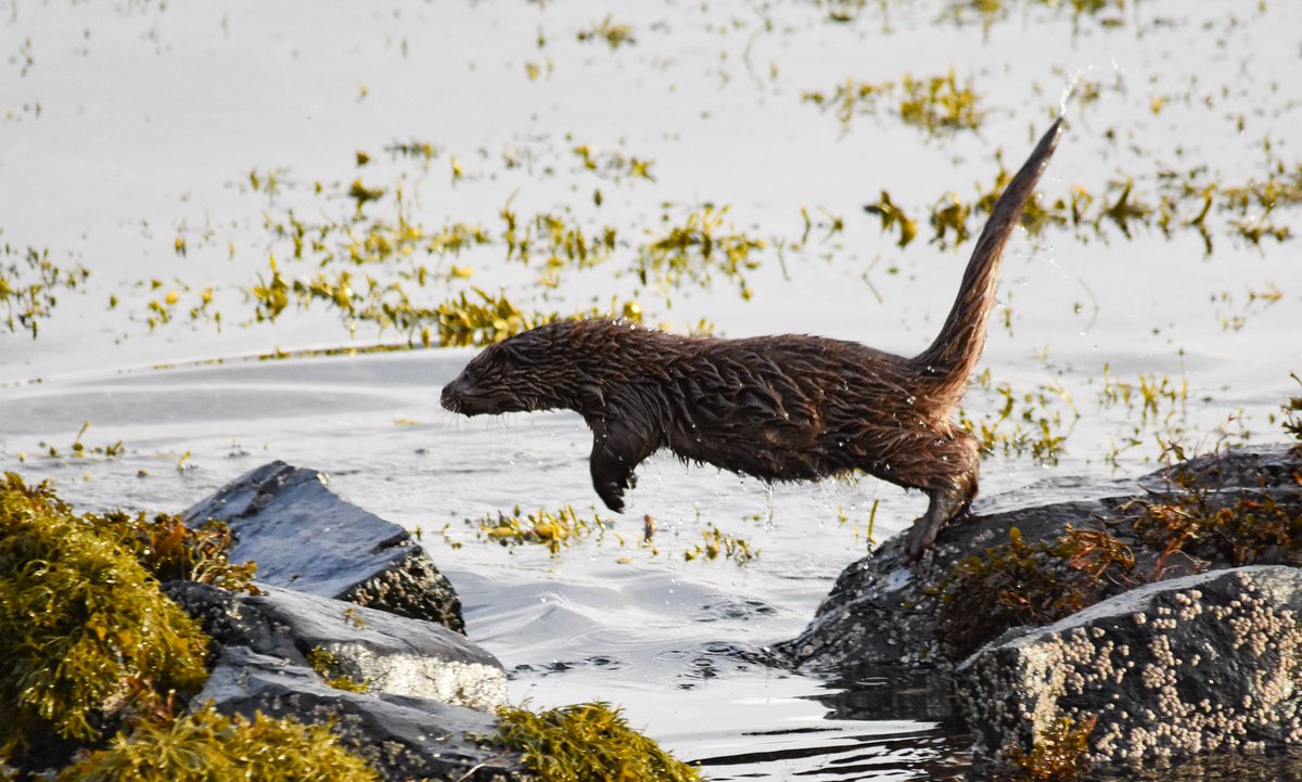 wildaboutmull's tweet photo. Taking a leap! https://t.co/MgncivkvJS