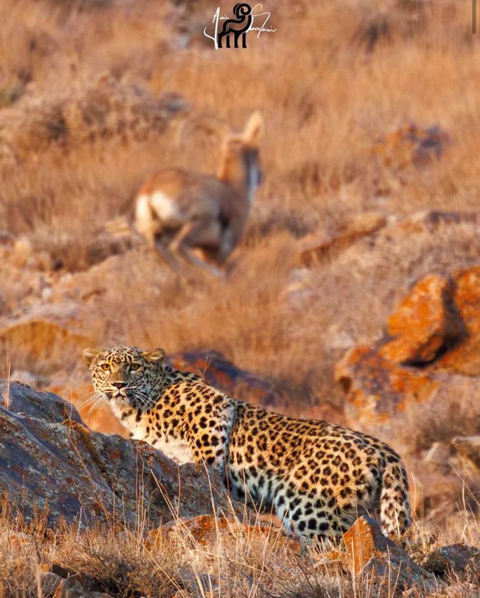 PersLeopWG's tweet photo. Leopards are adaptable, but their hunting success is quite low. Only one of every 3-6 attacks ends up with prey killing. Further, leopards can remain hungry if disturbed during the hunt, driven away from a kill, or carcasses of domestic prey are removed. https://t.co/cnUrdgzjUm