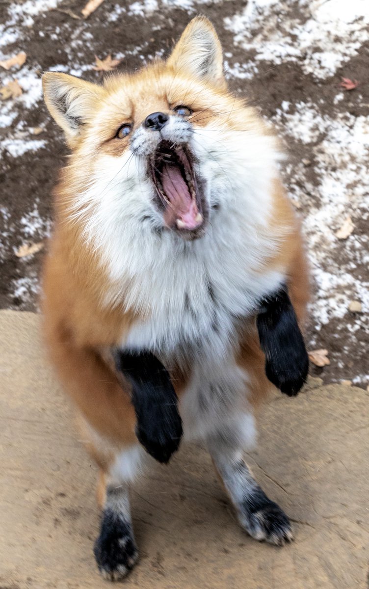 #せいじんの日　なので

キツネ星人🦊