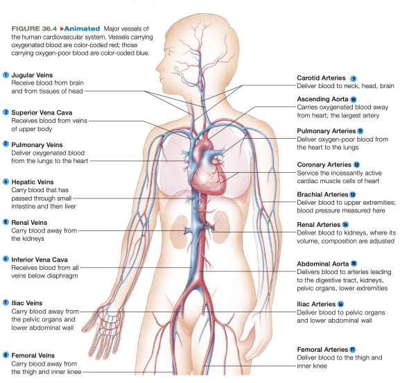 อยากเรียนต่อสายสุขภาพ เซฟเนื้อหานี้ไว้ ‼️

มัดรวม #หลอดเลือด ที่ควรรู้
ใช้ต่อยอดได้ถึงเรียนหมอ 👩🏻‍⚕️

กลุ่มหลอดเลือดที่ไหลเวียนเข้า-ออกหัวใจ
มี 2 กลุ่มหลัก คือ…

#dek67 #เด็กซิ่ว #TCAS67 #ชีวะครูฝ้าย #ALeveชีวะ