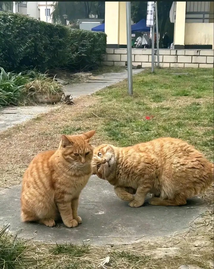 nocontextscats's tweet photo. Me trying to make you laugh when you're in a bad mood https://t.co/owciGEfEBg